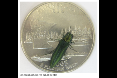 Emerald ash borer adults are small, metallic green wood boring beetles. They are about three-eights of an inch long and one-eighth inch wide, which will fit on a quarter.