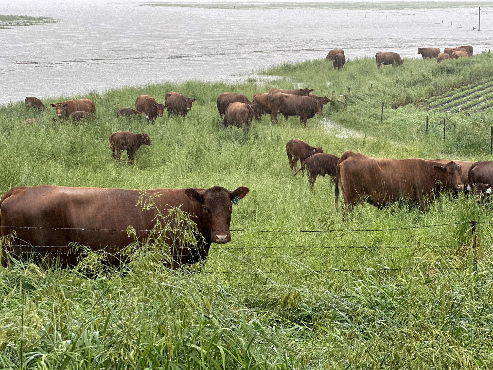 Cow-calf pairs attempt to move to higher ground Friday, June 21 in Springwater Township as flood waters inundate pastures in the northwest corner of Rock County. Lori Sorenson/Rock County Star Herald Photo