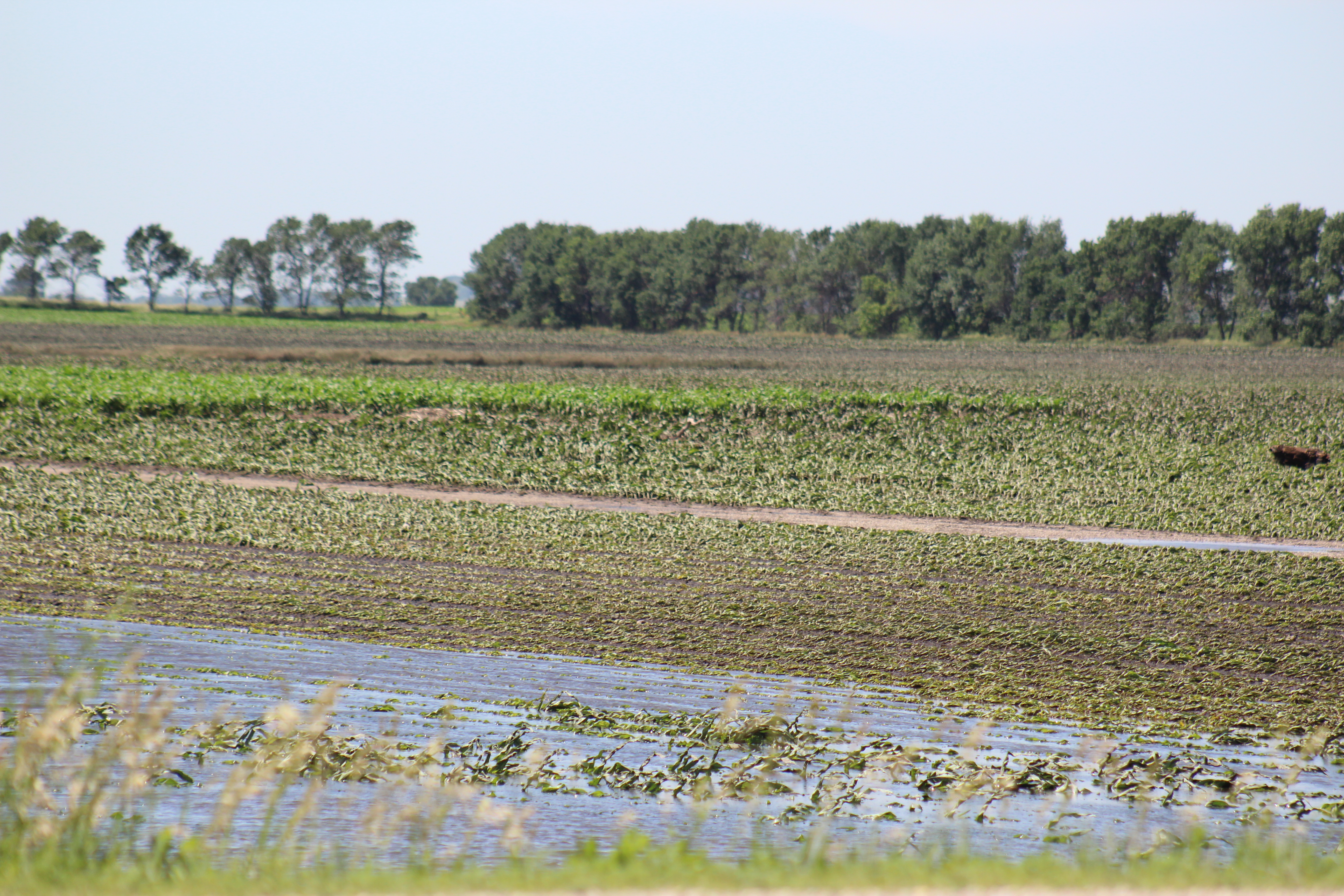 Flood waters slowly recede east of Hardwick last week, leaving dead crops in its wake. Rock County Star Herald File Photo