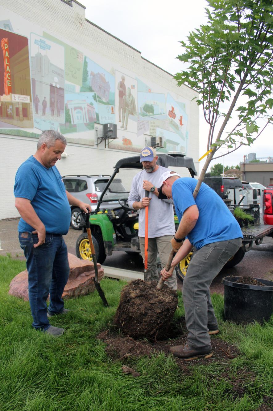 City of Luverne employee Eric Lammert  (far right) lifts an Armstrong Gold Maple tree Thursday afternoon along the boulevard of Main Street along with public works director John Stoffel (left) and co-worker Mark Steensma. Mavis Fodness/Rock County Star Herald Photo