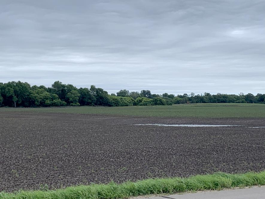 This field east of Luverne along County Road 4 is among dozens in Rock County had had crops flooded out and will now need replanting options. Mavis Fodness/Rock County Star Herald Photo