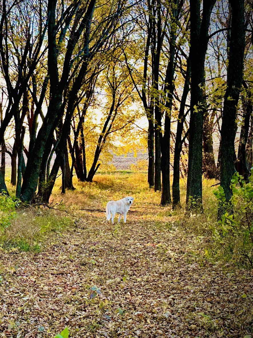 Chance is pictured in the grove during a recent stroll atop a carpet of fallen leaves. Lori Sorenson/Rock County Star Herald Photo