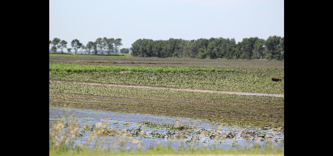 Flood waters slowly recede east of Hardwick last week, leaving dead crops in its wake. Rock County Star Herald File Photo