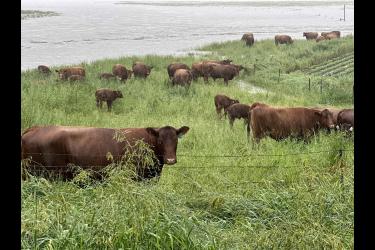 Cow-calf pairs attempt to move to higher ground Friday, June 21 in Springwater Township as flood waters inundate pastures in the northwest corner of Rock County. Lori Sorenson/Rock County Star Herald Photo