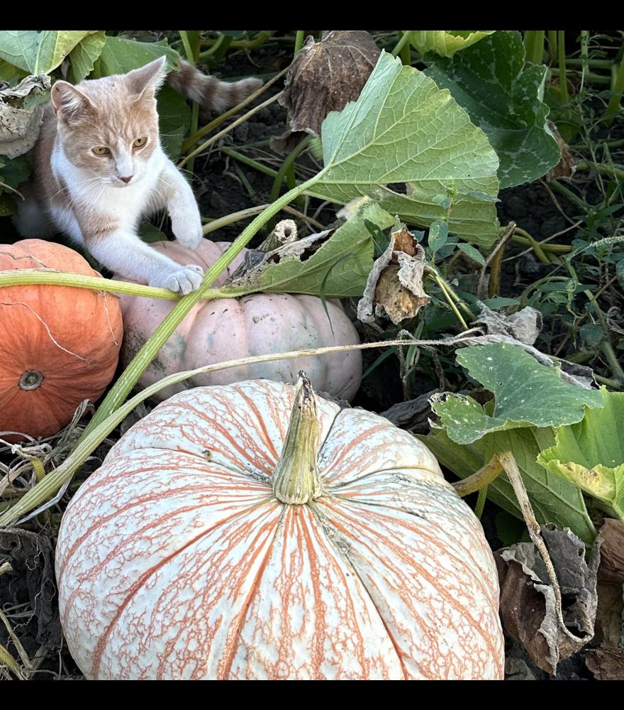 George the cat makes her way behind a pumpkin variety named “One Too Many,” marked by a lacy pattern on a pale color. “They must have decided there were actually too many varieties, and this one is ‘one too many,’” Sean said.